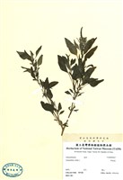 藏品(野莧菜)的圖片